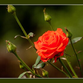 ПРИРОДА