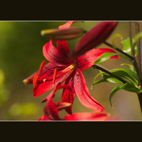 Природа