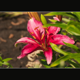 Природа