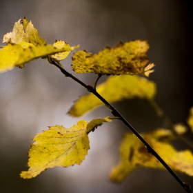 Природа