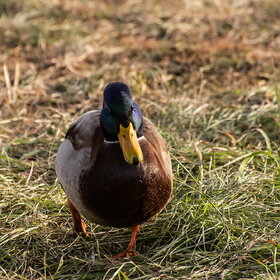 Лучшие фото. ПРИРОДА (0)