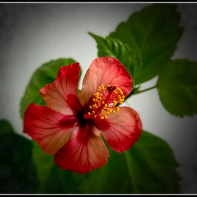 Природа