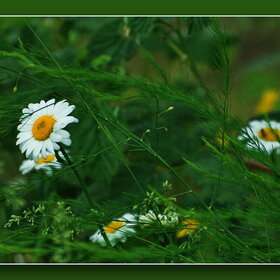 Природа