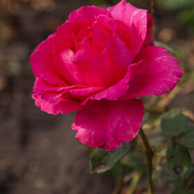 природа
