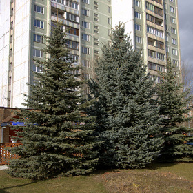 Ёлочки