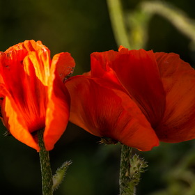 Природа