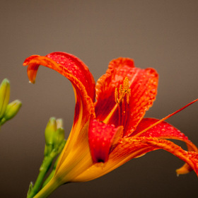 Случайные фотографии. Природа