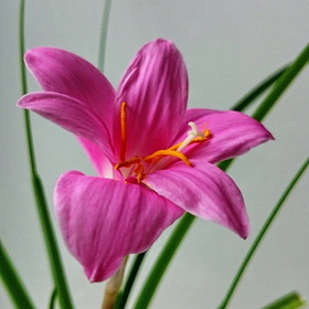 Природа