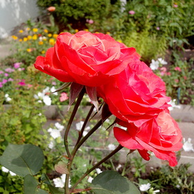 Природа