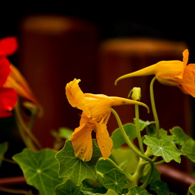 Случайные фотографии. Природа