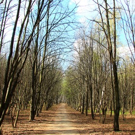 Зеленеет