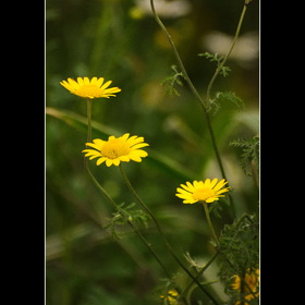 Природа