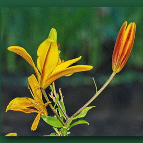 Природа