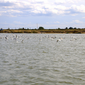 Море чаек