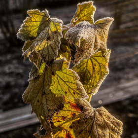 Лучшие фото. ПРИРОДА (0)