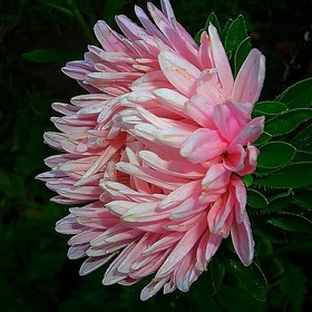 Случайные фотографии. астра..