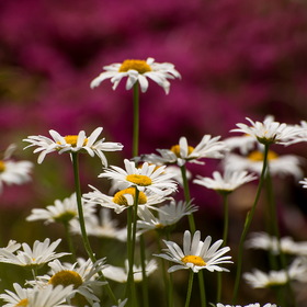 Случайные фотографии. Природа