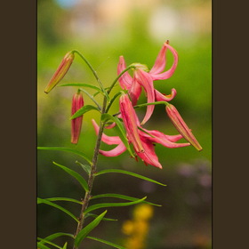 Природа