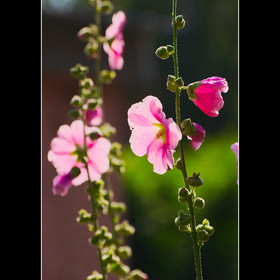 Природа