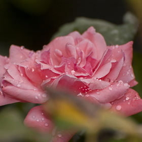 Природа