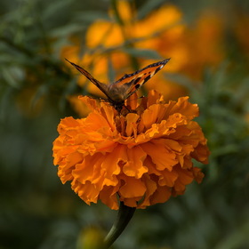 Природа