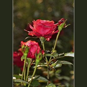 Природа