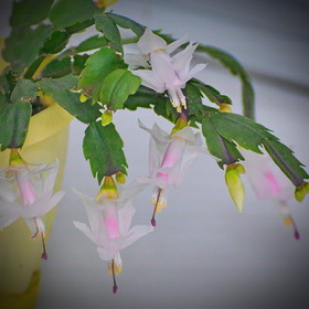 Природа