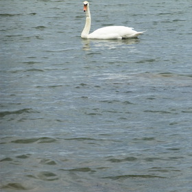 Photo Nature.  .