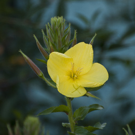 природа