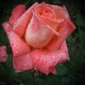 Случайные фотографии. роза садовая