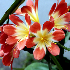 Фото