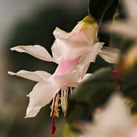 Природа