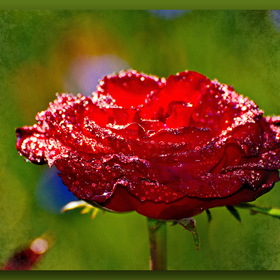Природа