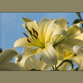 Природа