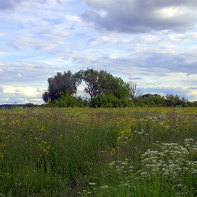 На лугу у реки