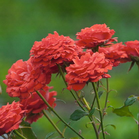 Природа