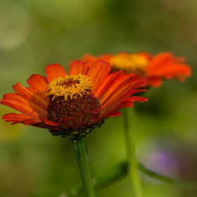 Природа
