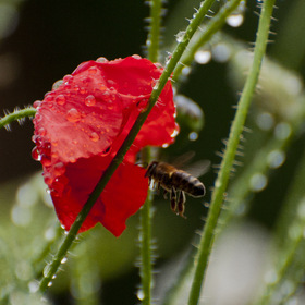 Природа