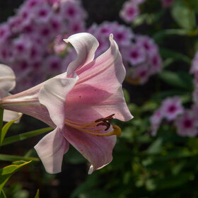 природа