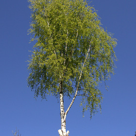 Берёзка