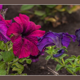 Случайные фотографии. Природа