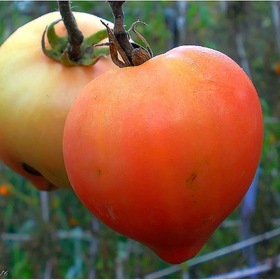 Случайные фотографии. дозревают...