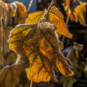 Лучшие фото. ПРИРОДА (0)