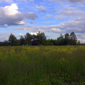На лугу у реки