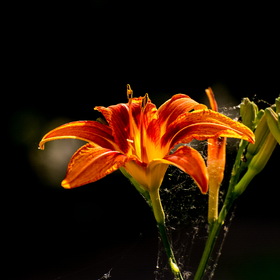 Природа