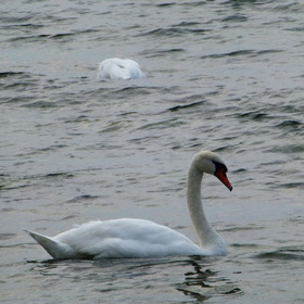 Природа.