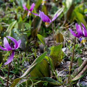 Лучшие фото. ПРИРОДА (0)